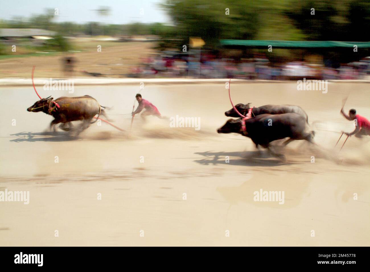 Water buffalo racing festival,has always played an important role in