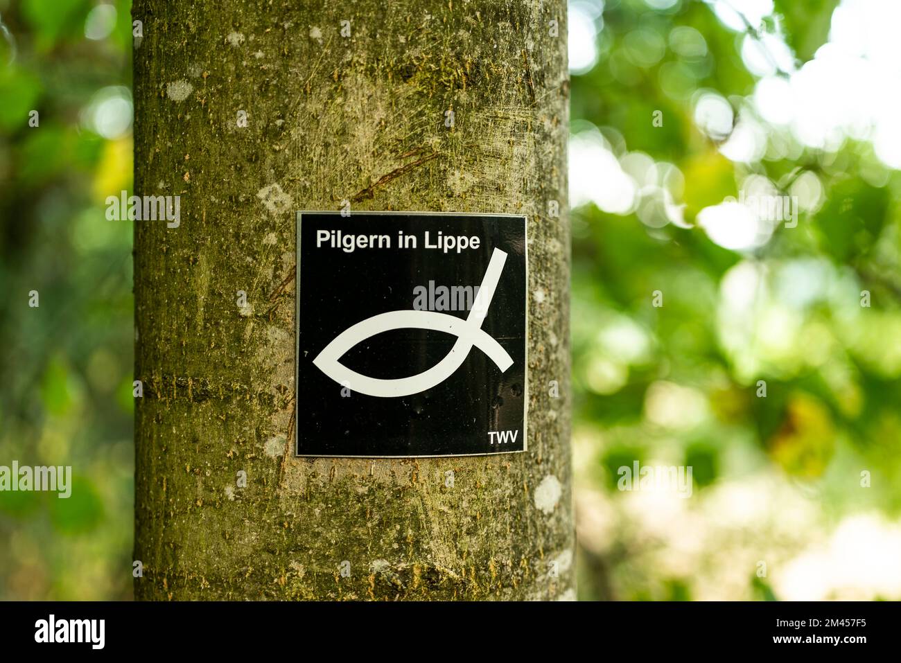 Trail marker signs for the “Pilgern in Lippe” long distance hiking trail on a tree, Teutoburg Forest, Germany Stock Photo