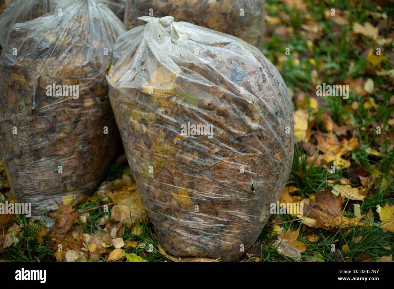 https://c8.alamy.com/comp/2M457NY/bags-of-leaves-transparent-bag-with-foliage-cleaning-in-yard-in-autumn-plastic-garbage-bags-2M457NY.jpg