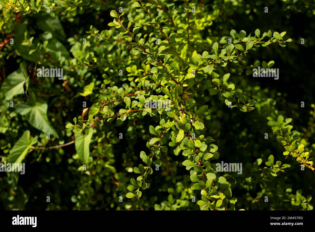 Green bush. Thin branches with small leaves. Details of nature in park. Garden plant. Stock Photo