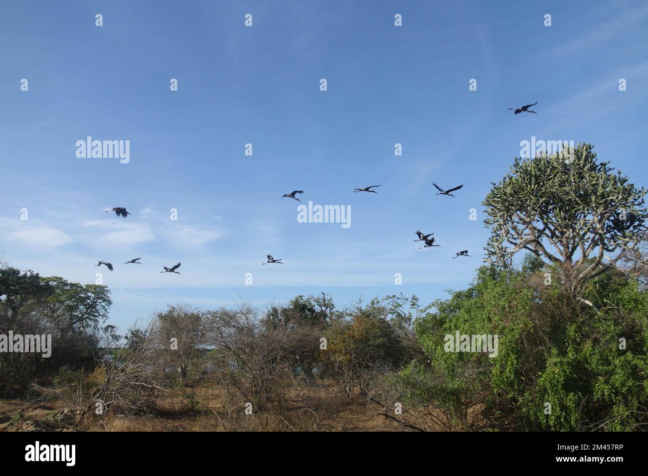 Beautiful birds in Sri Lanka in the Wild Stock Photo Alamy
