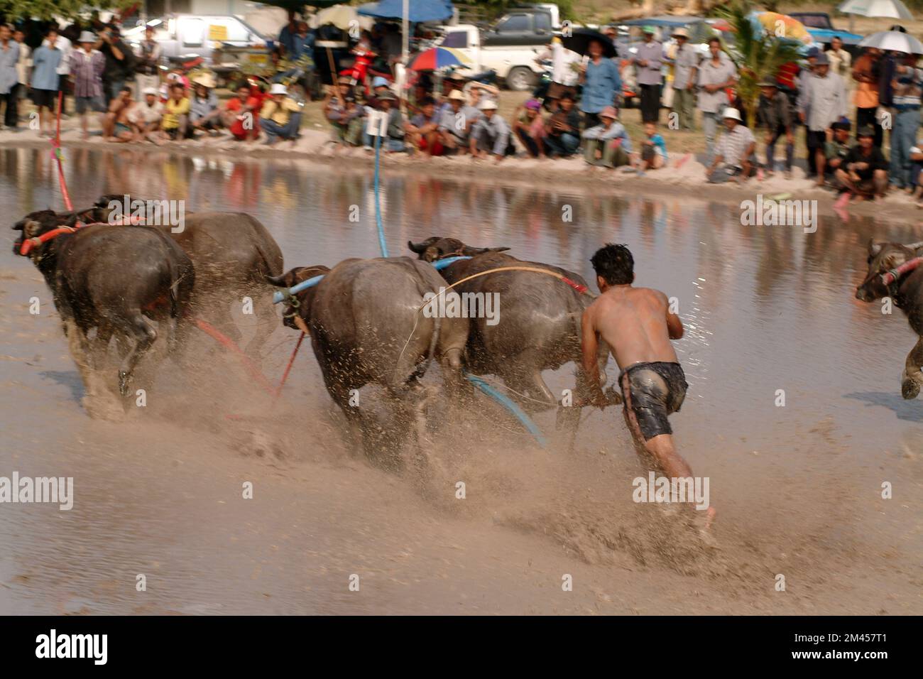 Water buffalo racing festival,has always played an important role in
