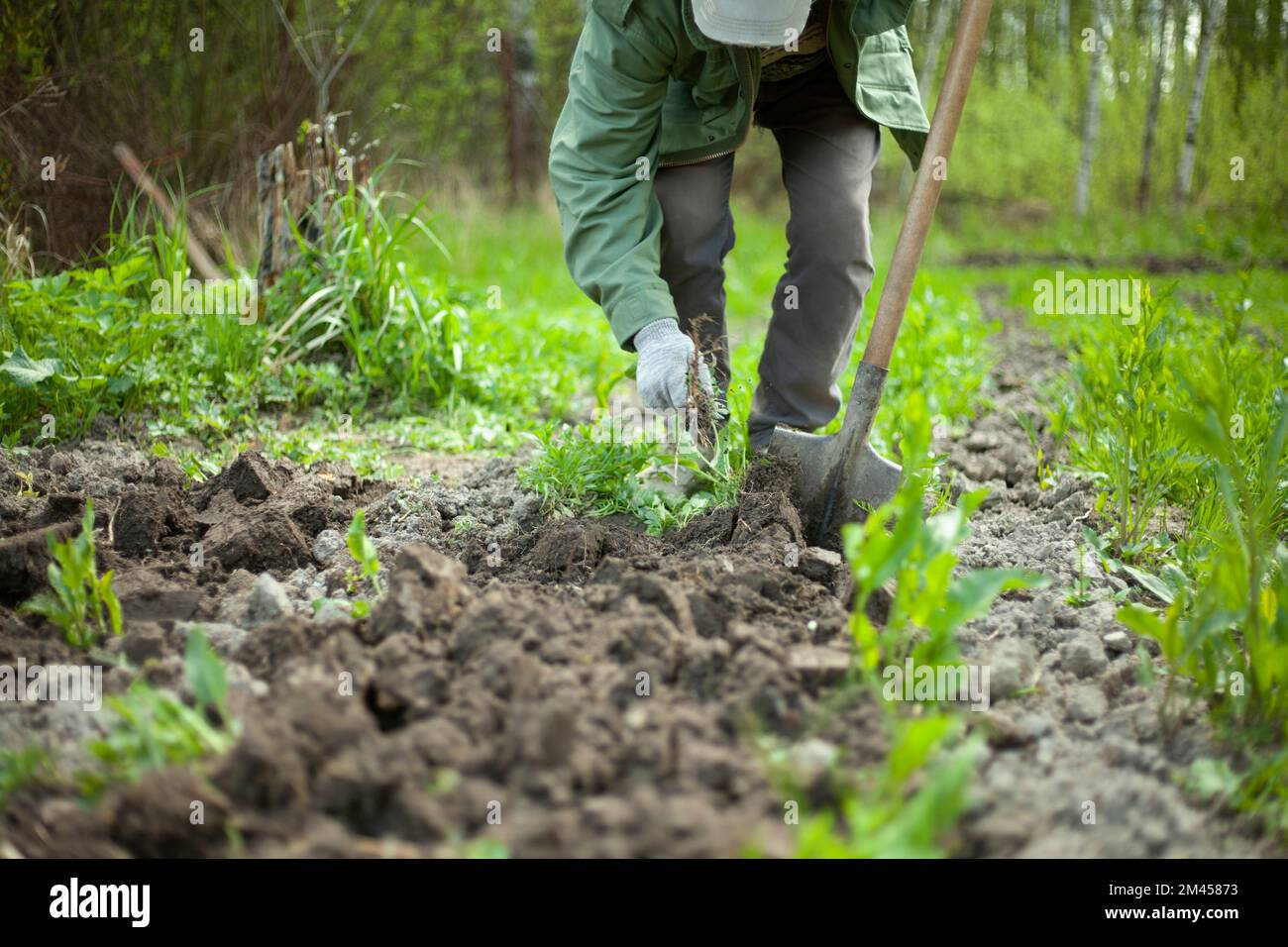 Digging up soil. Gardener digs ground with shovel. Bed of plants