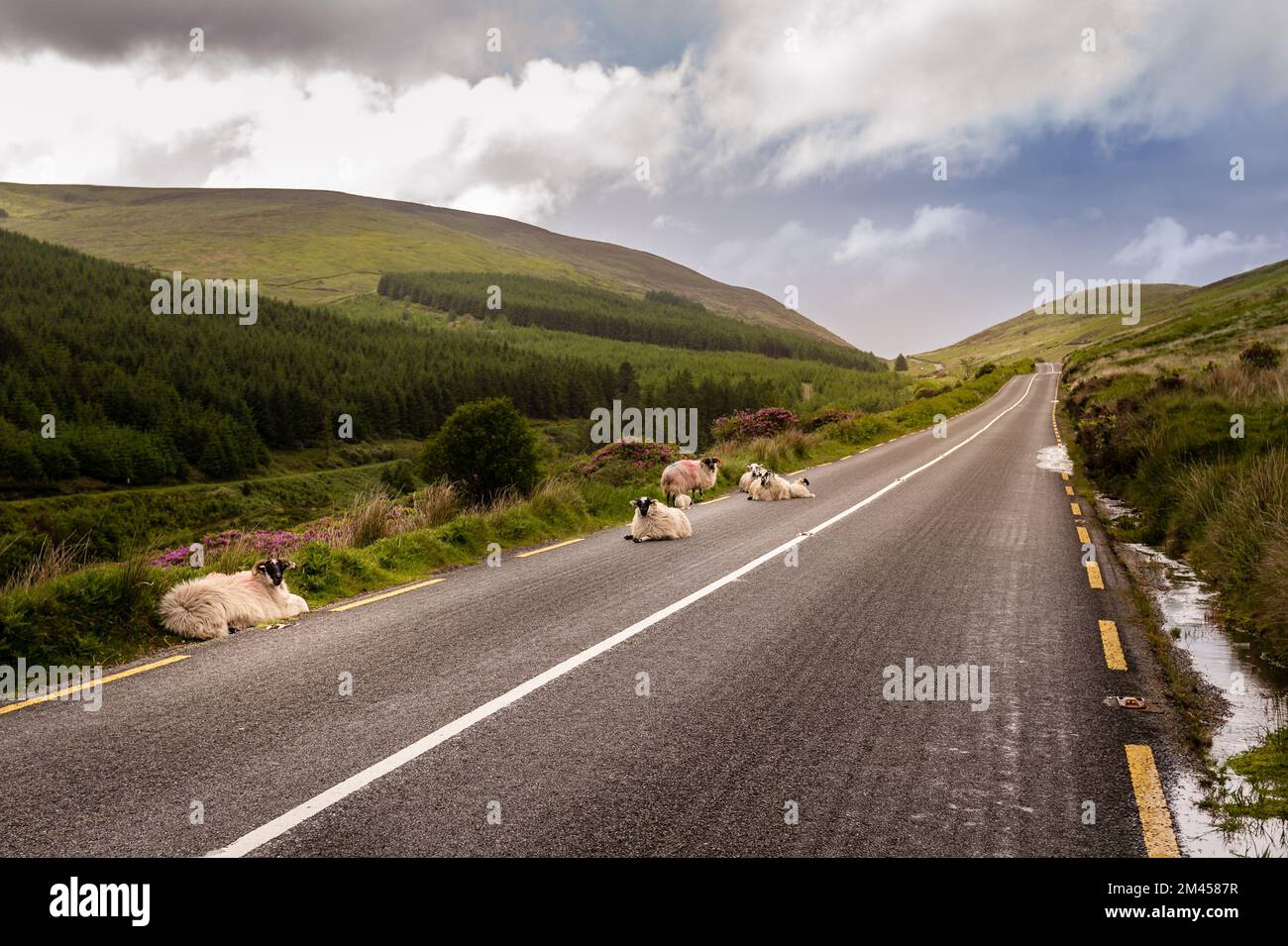 Mountain sheep rest on scenic rural road along the Vee Pass in Knockmealdown mountains, Tipperary. Stock Photo