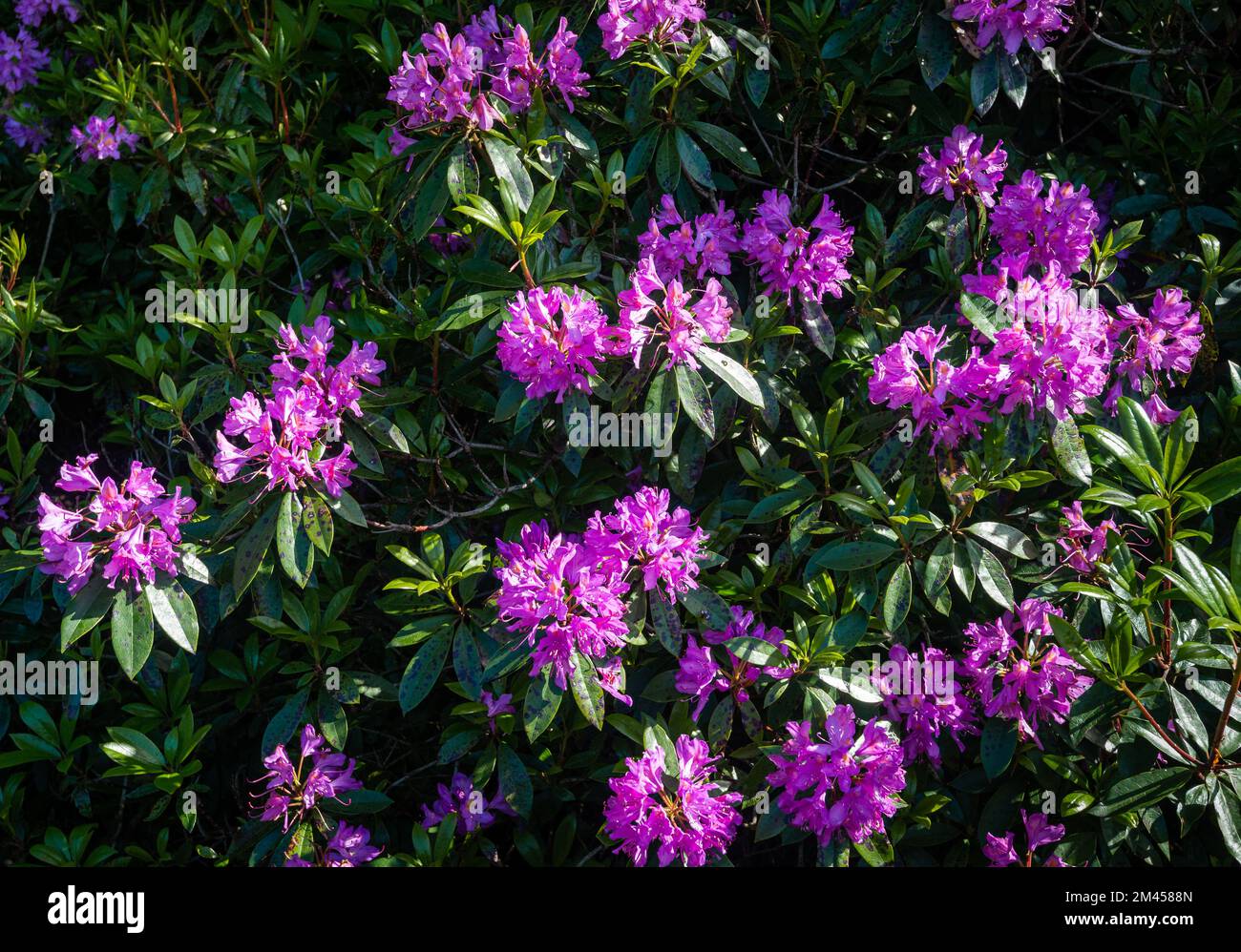 Close up of beautiful blooming purple rhododendron wild flower bushes in the Irish countryside. Stock Photo