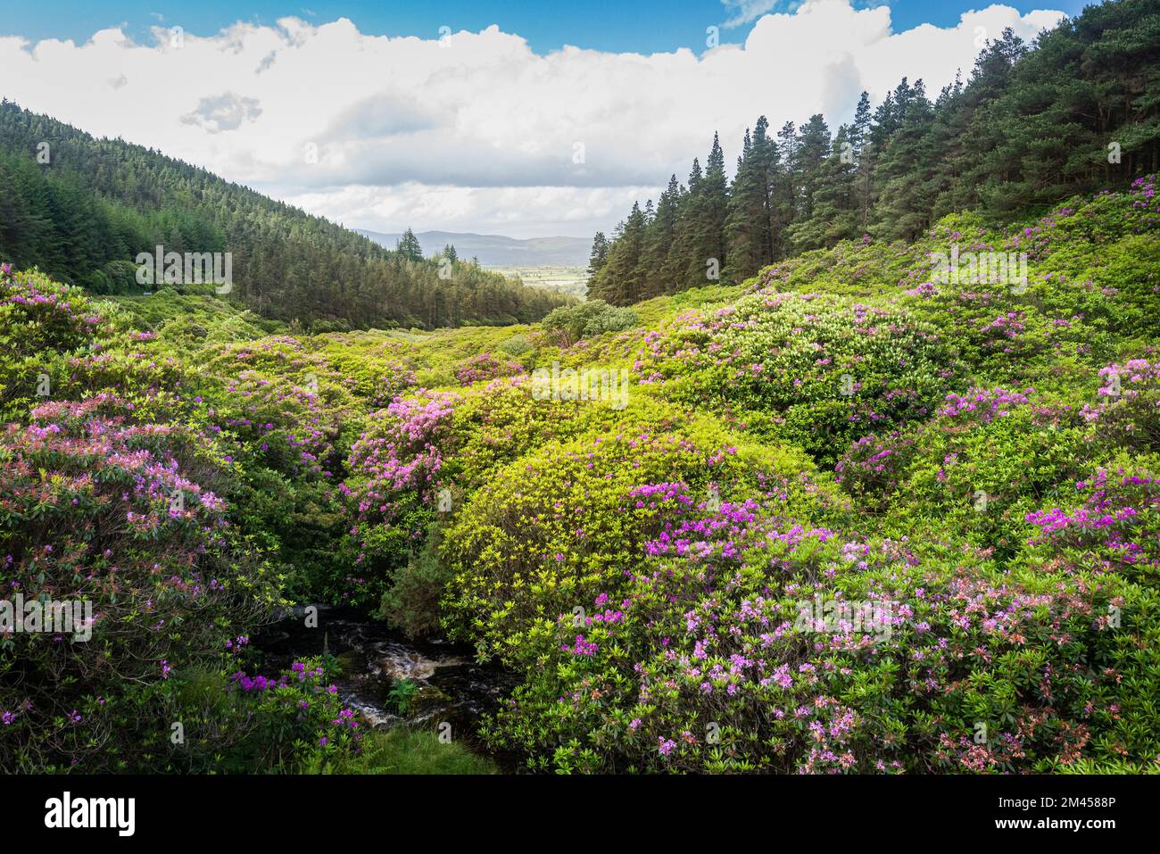 Scenic green valley and colourful rhododendron bushes in the Vee, Knockmealdown Mountains, Ireland. Stock Photo