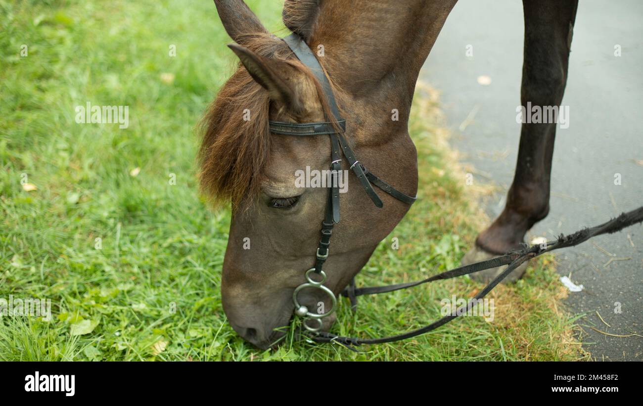 View of Horse eating grass. Horse on street. Horse's face. Animal body details ...
