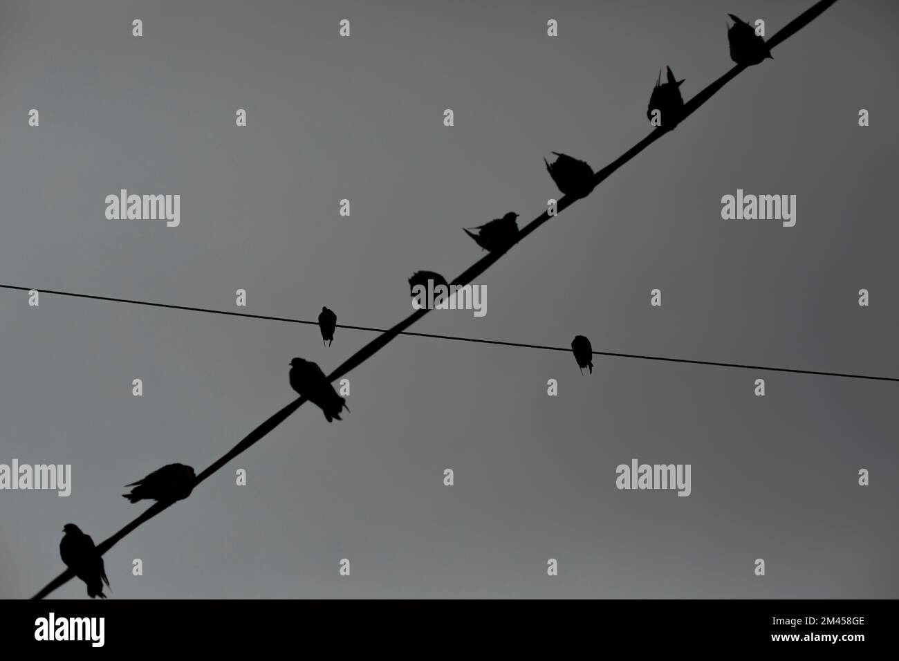 Pigeons on wire. Pigeons against background of gray sky. Lots of birds. Silhouettes of birds