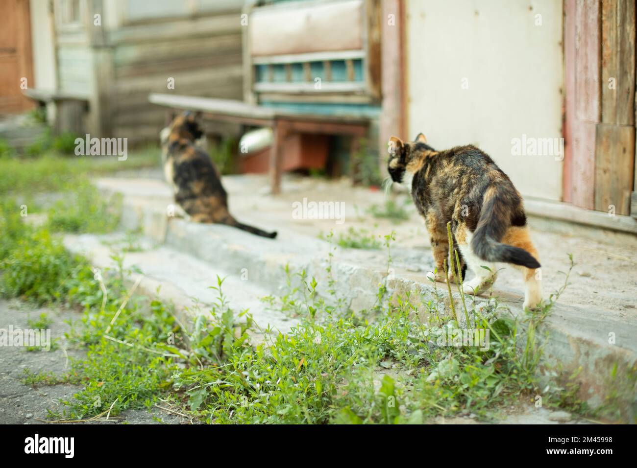Cats outside in summer. Cats in village. Yard pets. Details of life of