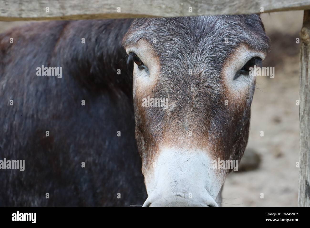 Mules face hi-res stock photography and images - Alamy