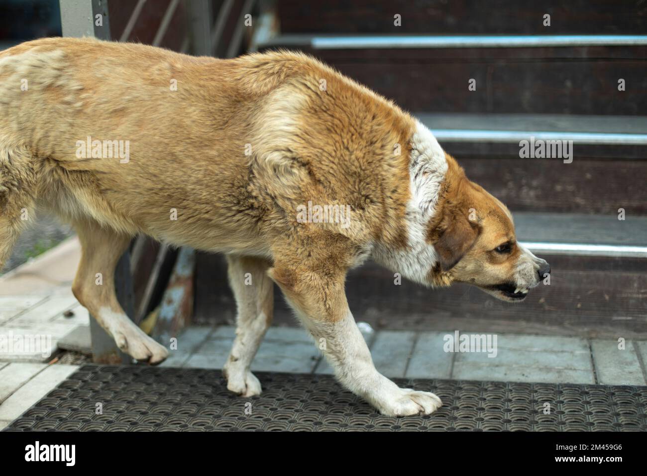 Are Cretan Hound Aggressive