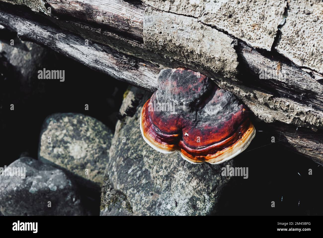 A Red-Belted Conk fungus appearing on the side of a grey stone Stock Photo