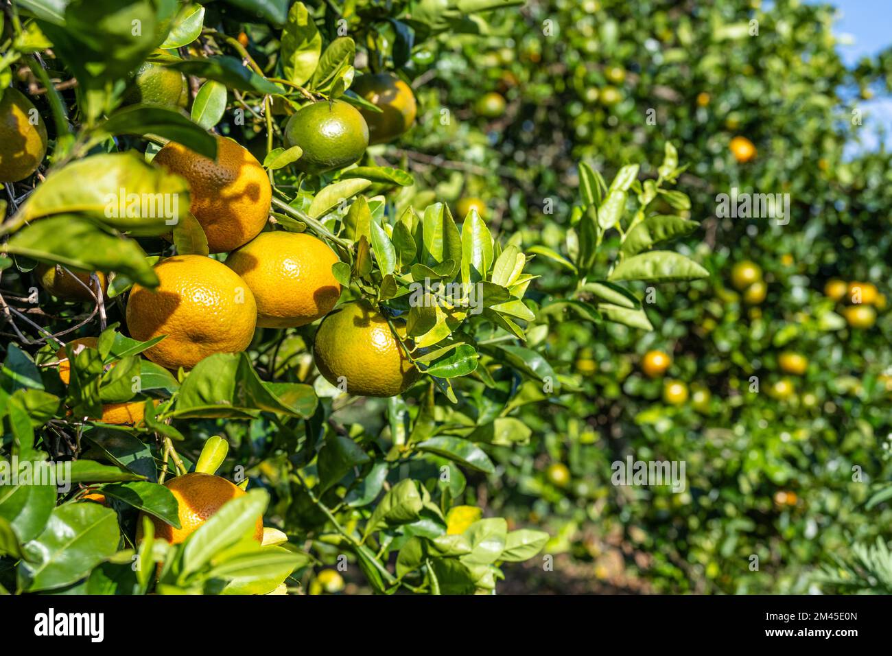 Honey tangerine trees at the Showcase of Citrus grove in Clermont, Florida. (USA) Stock Photo