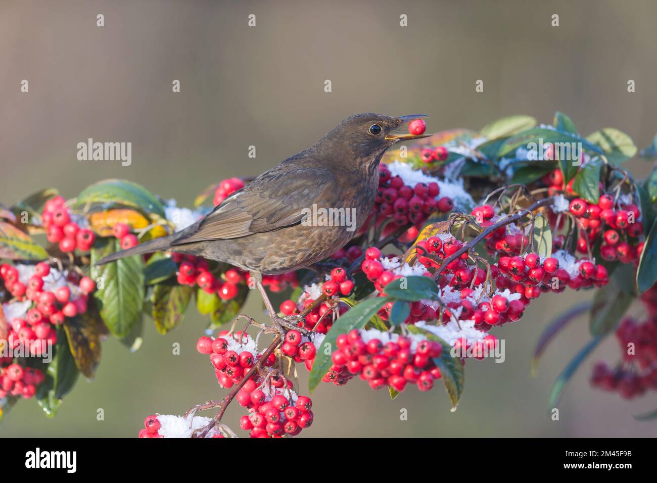 Common blackbird Turdus merula, adult female feeding on cotoneaster berry, Suffolk, England, December Stock Photo