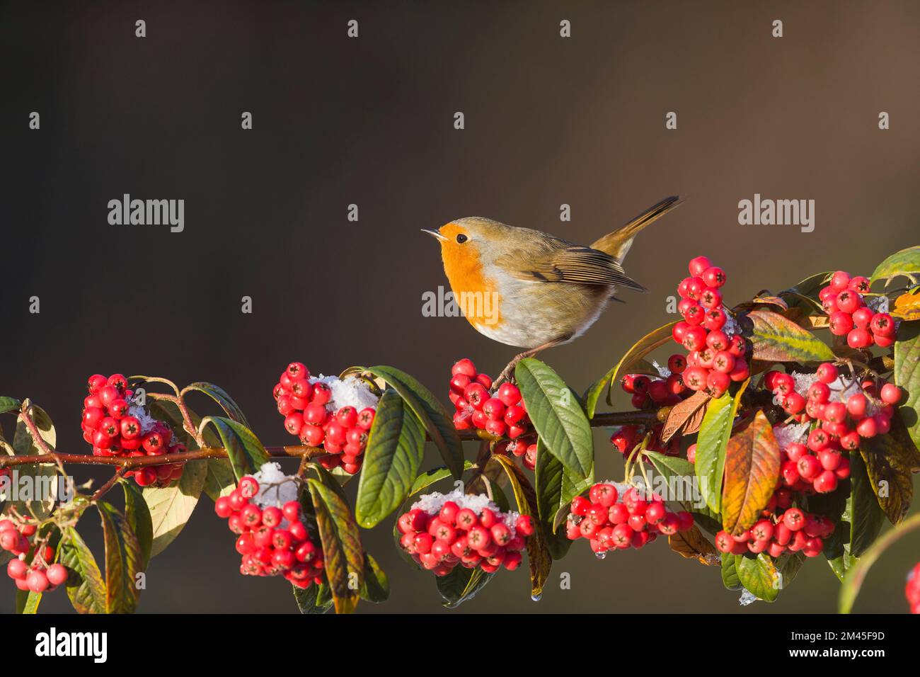 European robin Erithacus rubecula, adult perched on cotoneaster branch, Suffolk, England, December Stock Photo