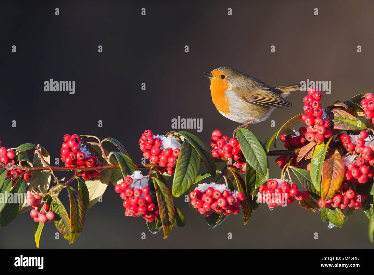 European robin Erithacus rubecula, adult perched on cotoneaster branch, singing, Suffolk, England, December Stock Photo