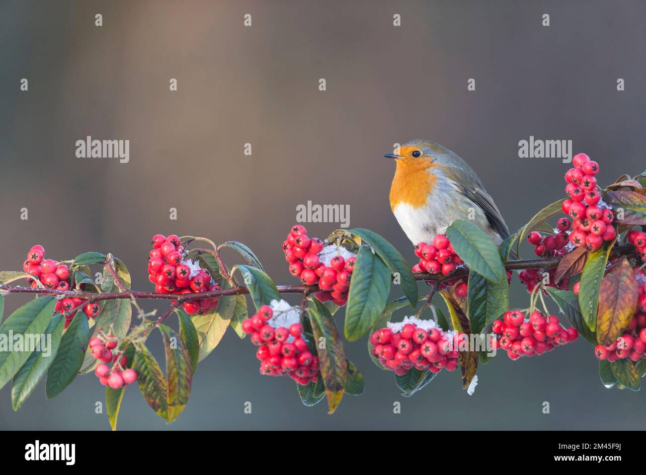 European robin Erithacus rubecula, adult perched on cotoneaster branch, Suffolk, England, December Stock Photo