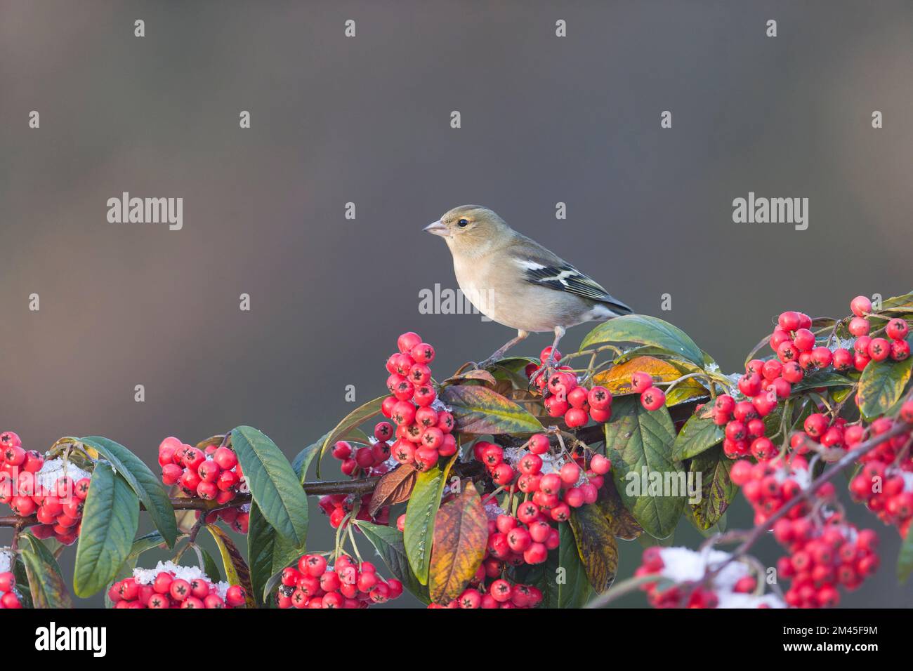 Common chaffinch Fringilla coelebs, adult female perched on cotoneaster branch, Suffolk, England, December Stock Photo