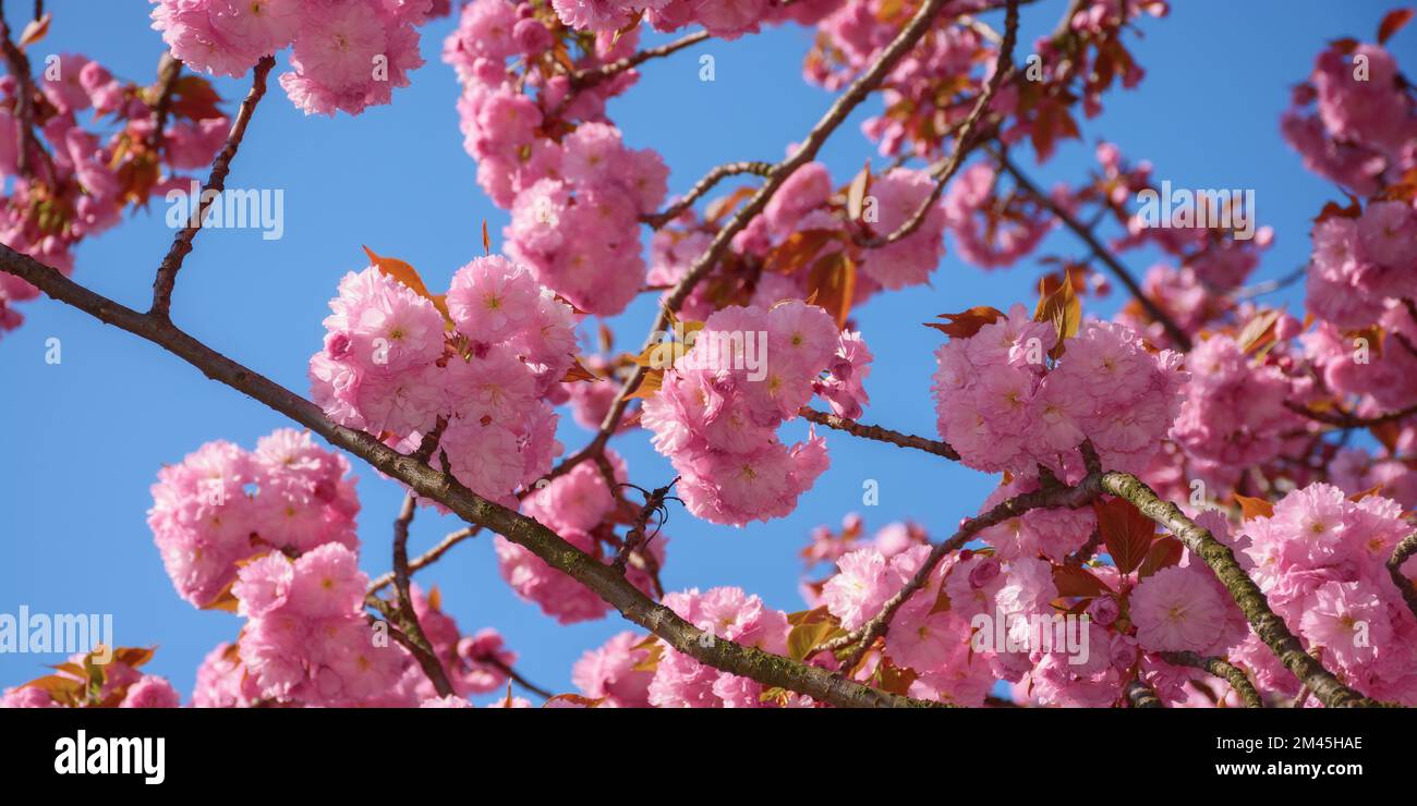 sakura blossom in morning light. celebrating hanami Stock Photo - Alamy