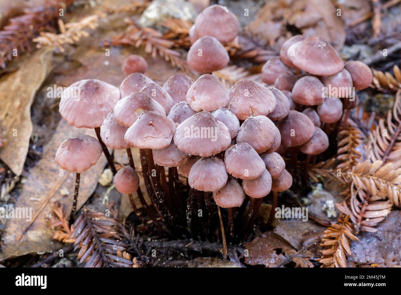 Marasmius plicatulus cluster found in Redwoods forest floor at Nisene Marks State Park, Santa Cruz County, California. Stock Photo