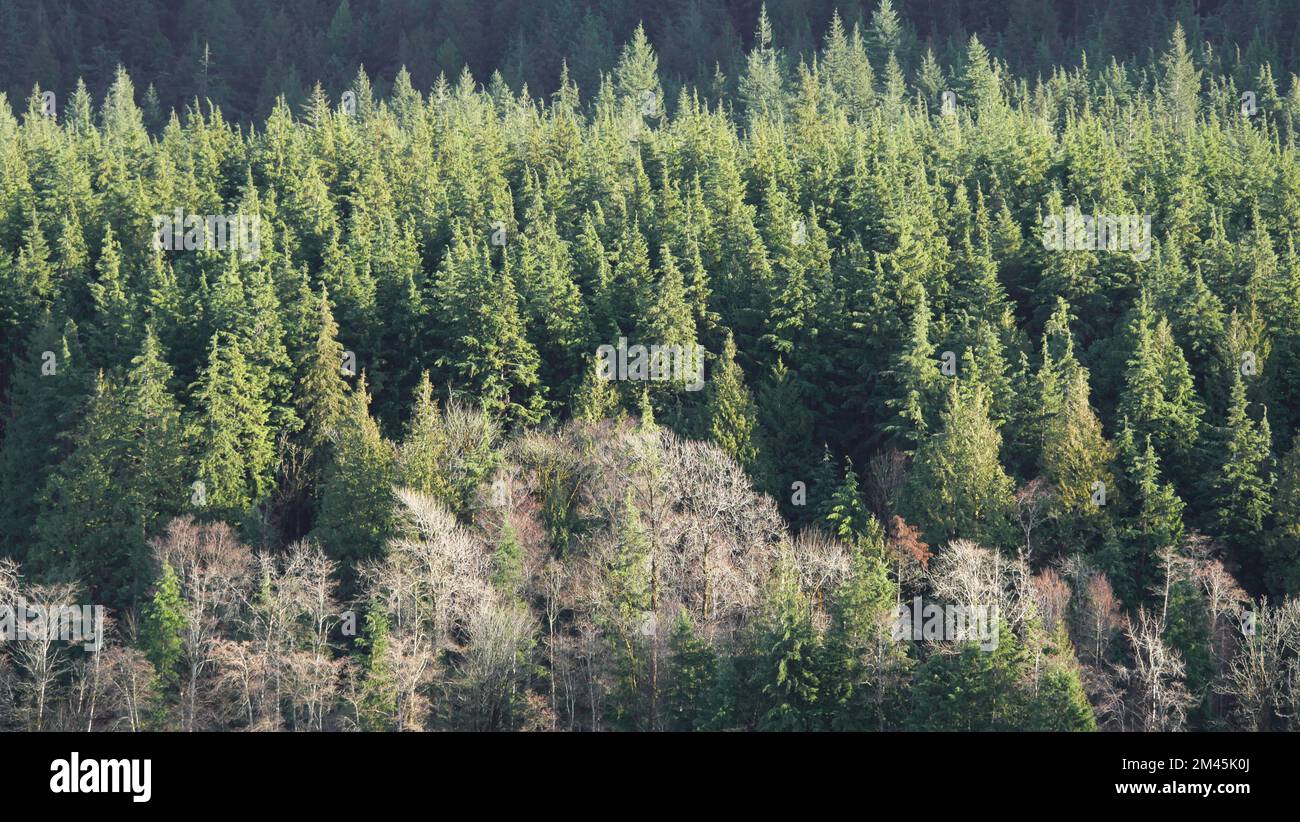 A dense forest of evergreen trees at the Golden Ears Provincial Park in British Columbia, Canada Stock Photo