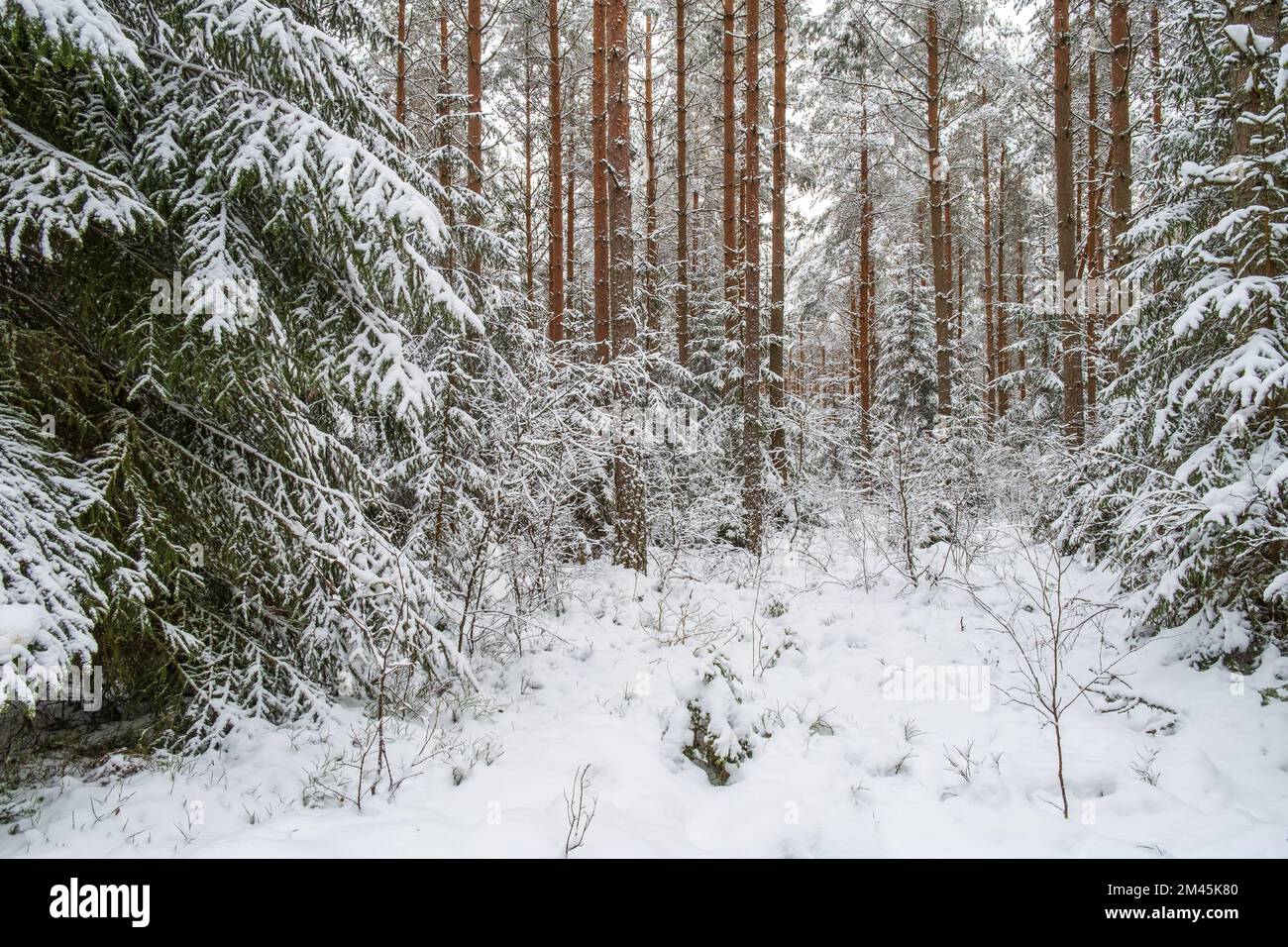 Beautiful coniferous forest in winter Stock Photo