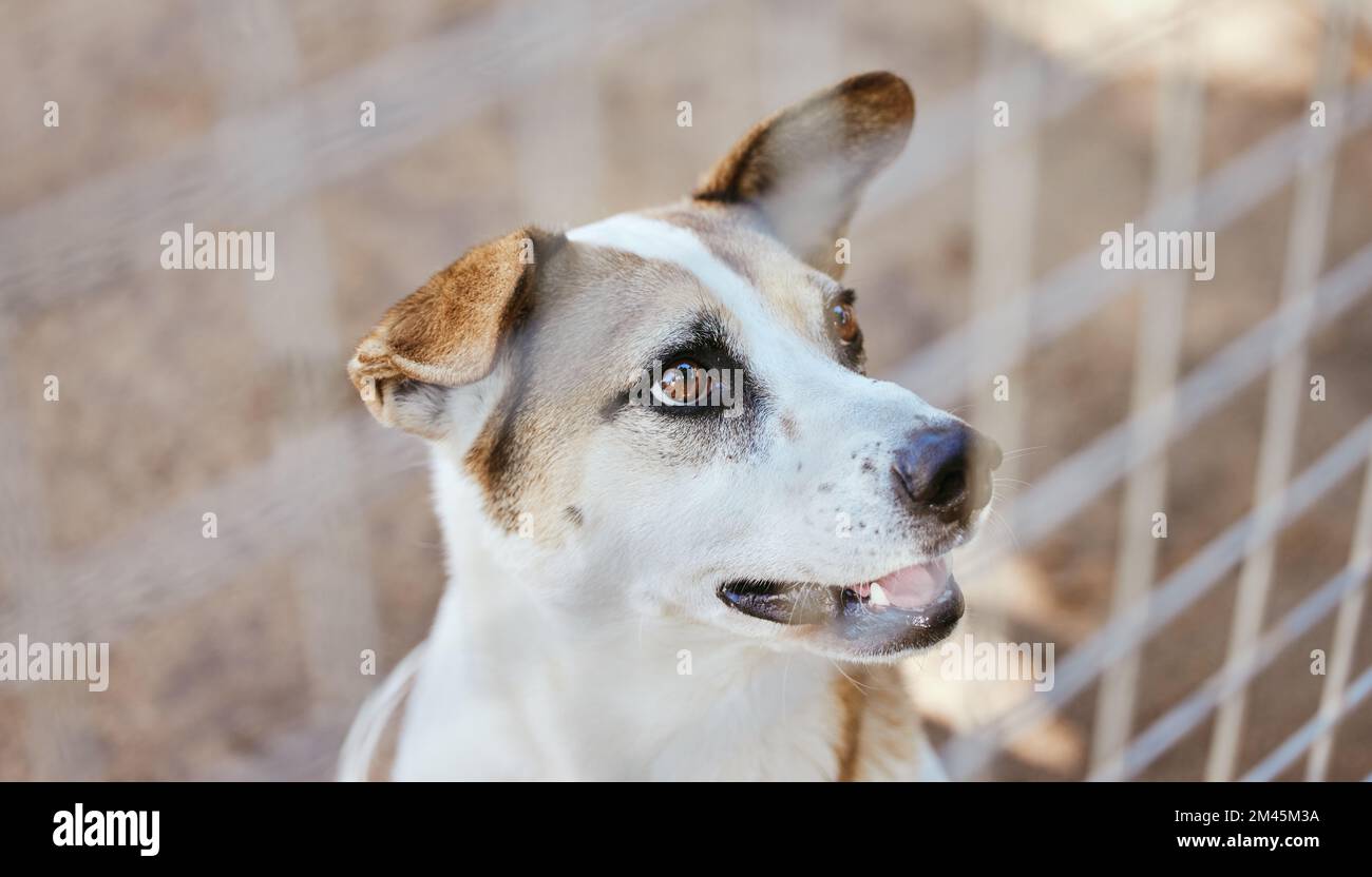 Dog, animal shelter and animal in an outdoor yard with a steel, metal or iron fence for protection. Playful pet puppy in a local pound or home for Stock Photo