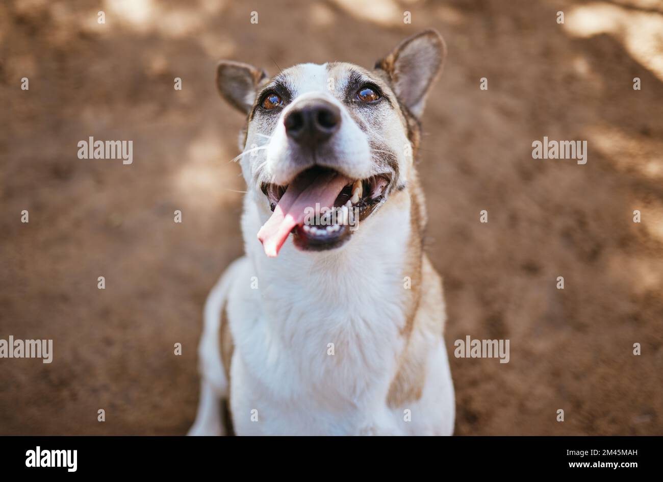 Face, dog and animal outdoor at vet with tongue out ready for adoption mock up. Animal shelter, foster and portrait of healthy, cute and happy pet Stock Photo