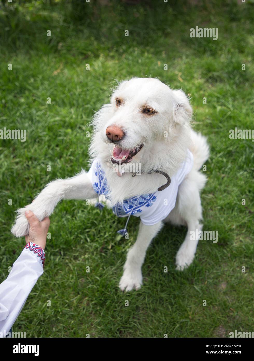child's hand holds paw of a pet, a white dog in the national Ukrainian