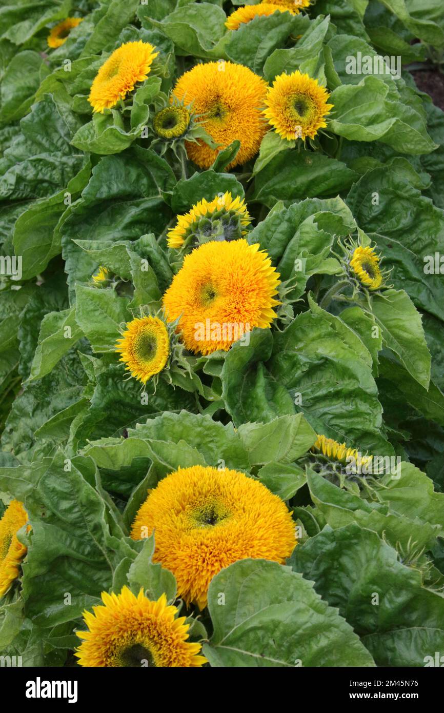 Sunflower (Helianthus annuus 'Teddy Bear') in the garden. Stock Photo