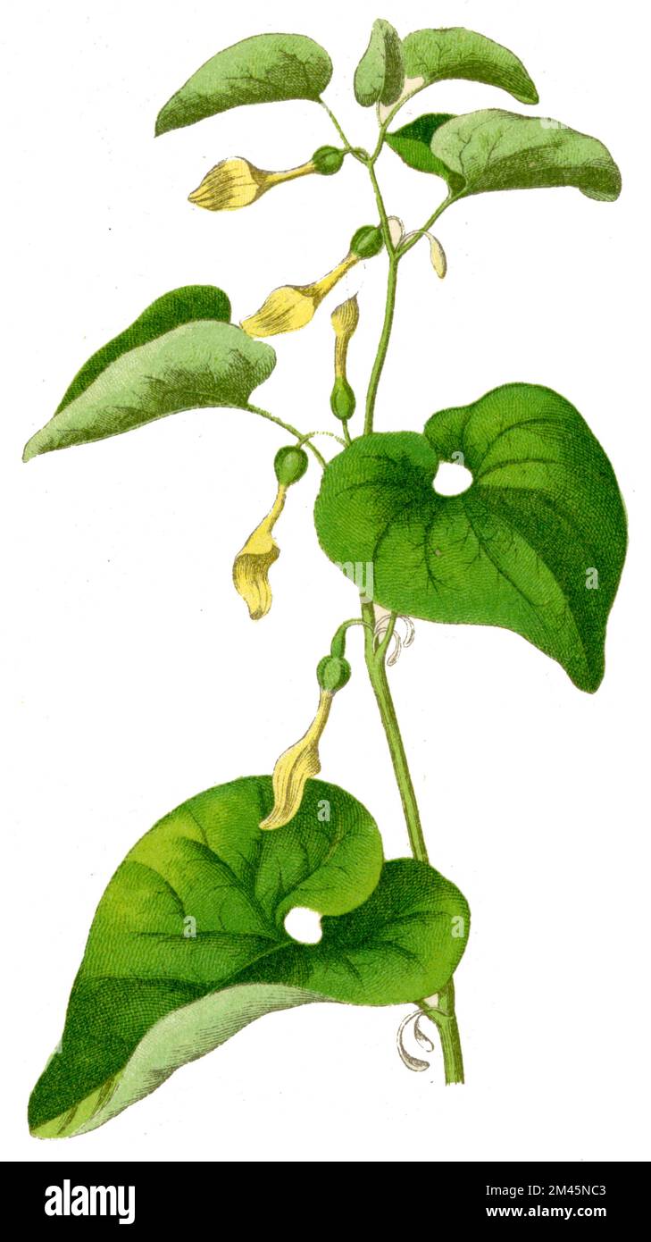 birthwort Aristolochia clematitis,  (botany book, 1900), Aufrechte Osterluzei Stock Photo