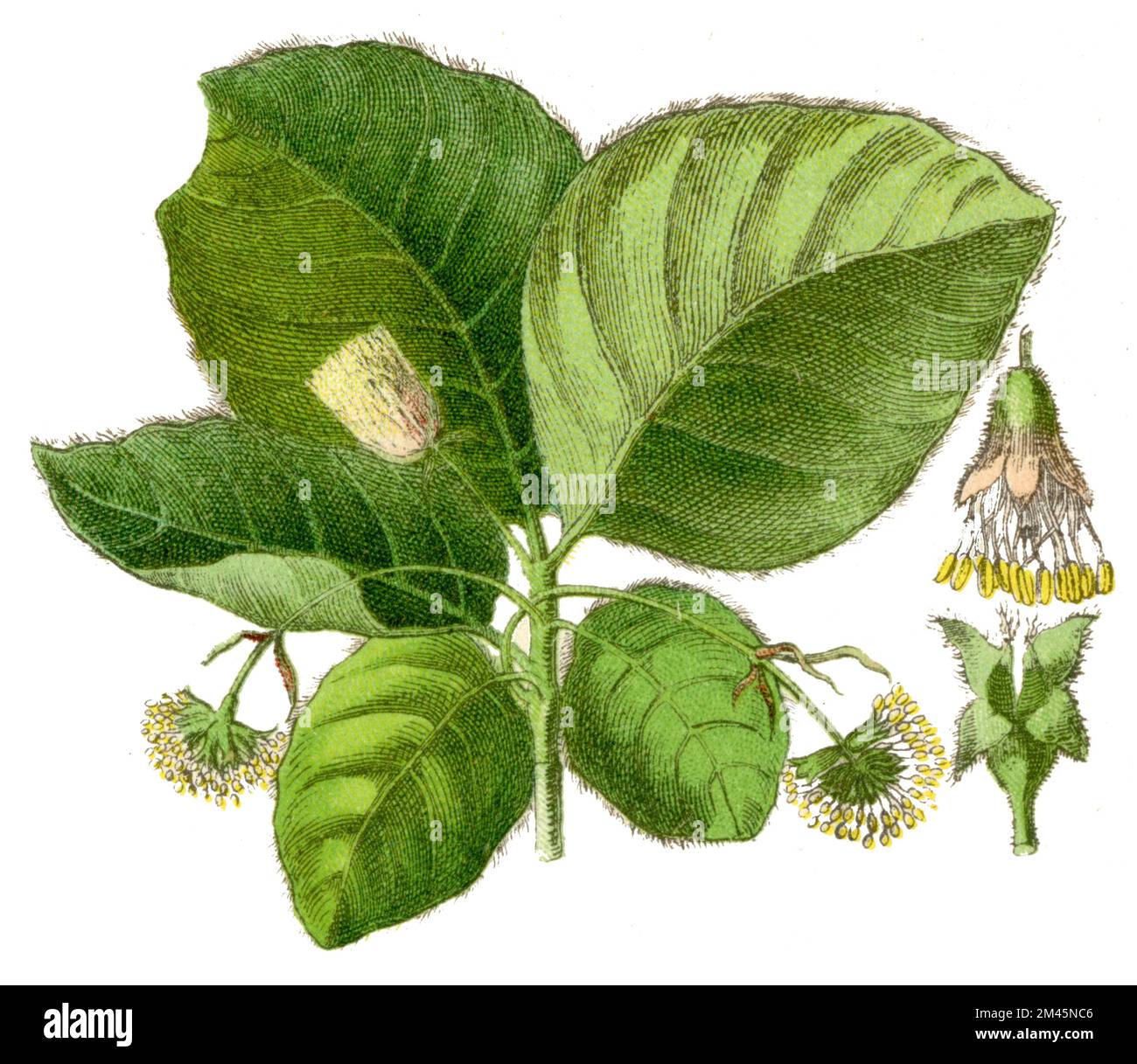 beech Fagus sylvatica,  (botany book, 1900), Buche Stock Photo