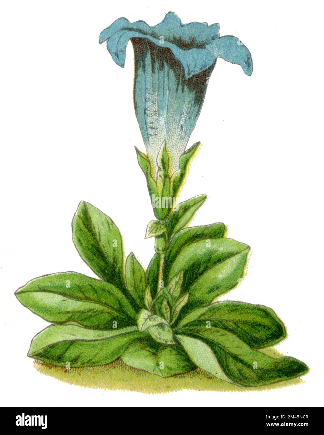 Stemless Gentian Gentiana acaulis,  (botany book, 1900), Kochscher Enzian Stock Photo