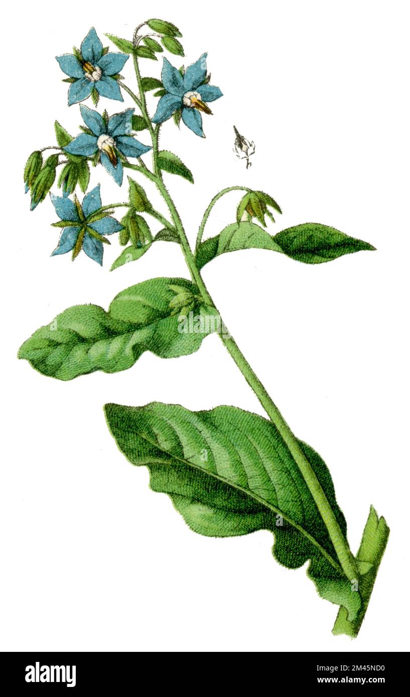 Borage Borago officinalis, (botany book, 1900), Borretsch Stock Photo ...