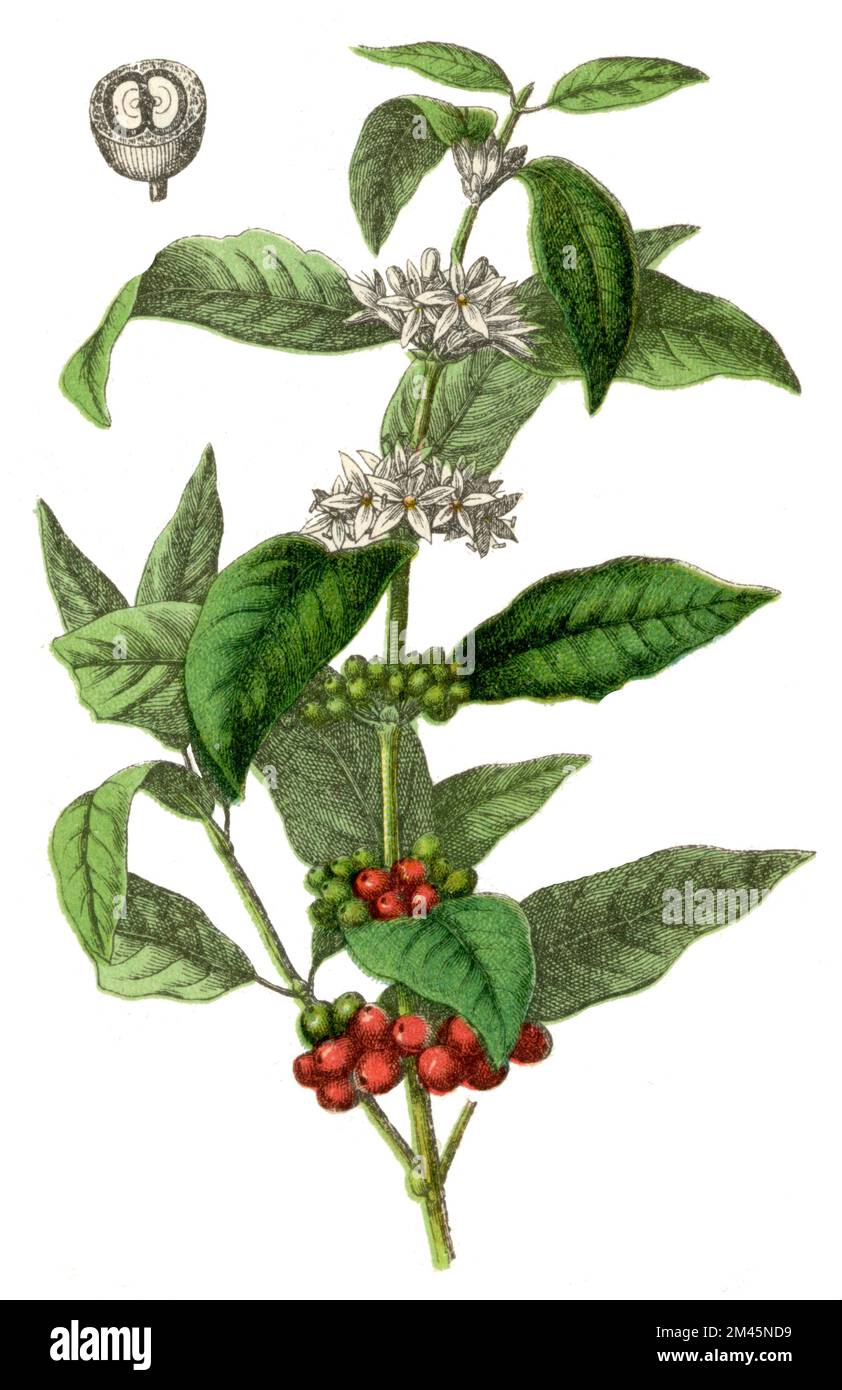 Arabian Coffee Coffea arabica,  (botany book, 1900), Kaffee Stock Photo