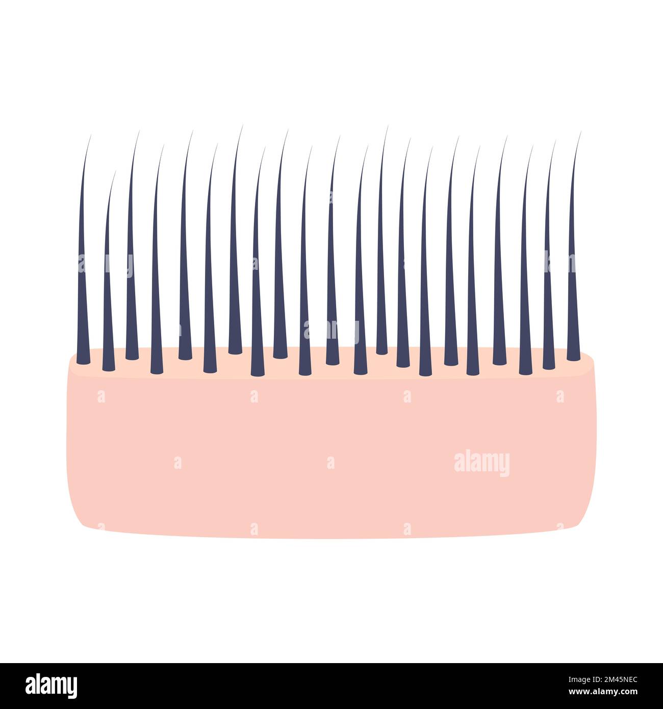 Cross section hair follicle Stock Vector Images Alamy