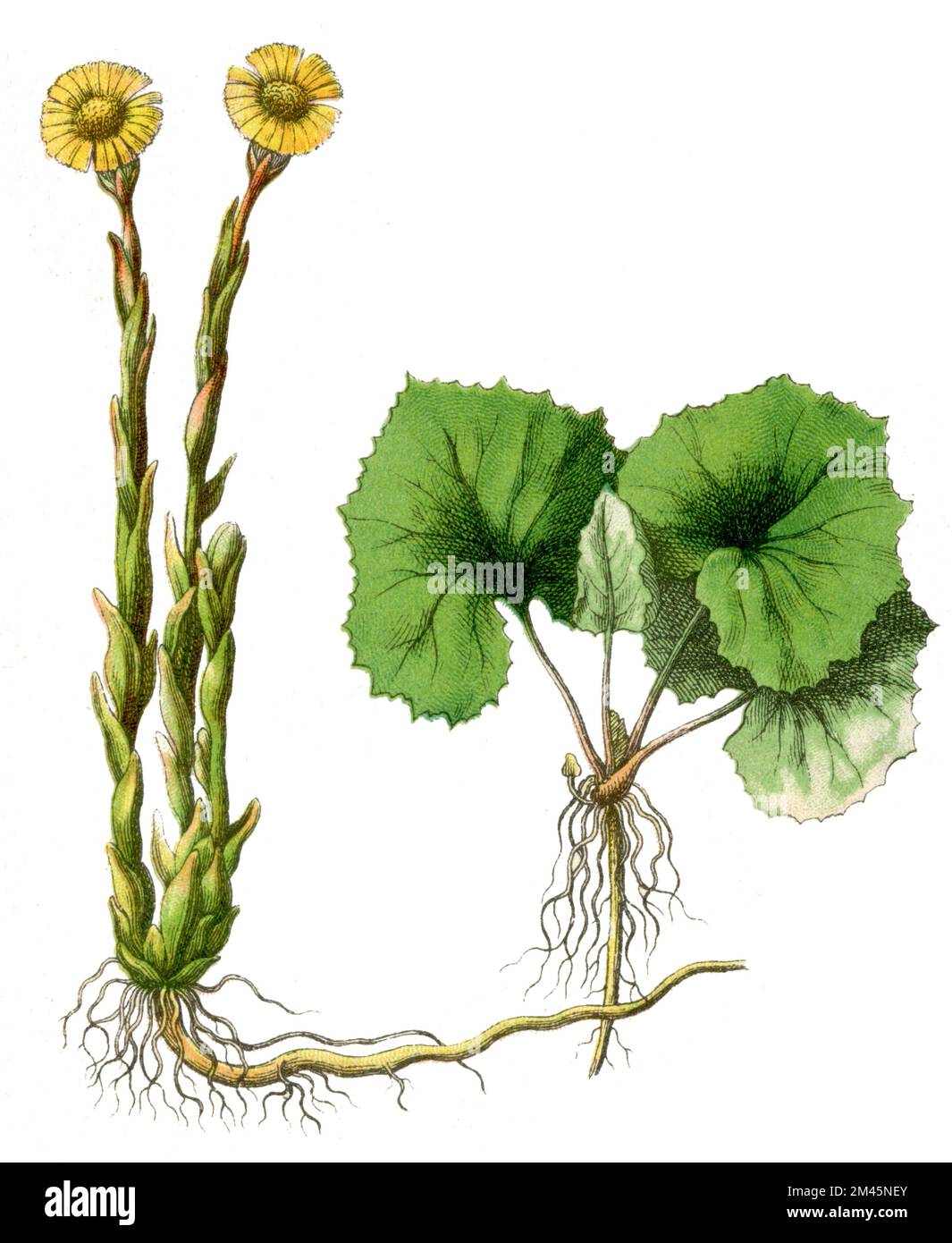 Coltsfoot Tussilago farfara,  (botany book, 1900), Huflattich Stock Photo
