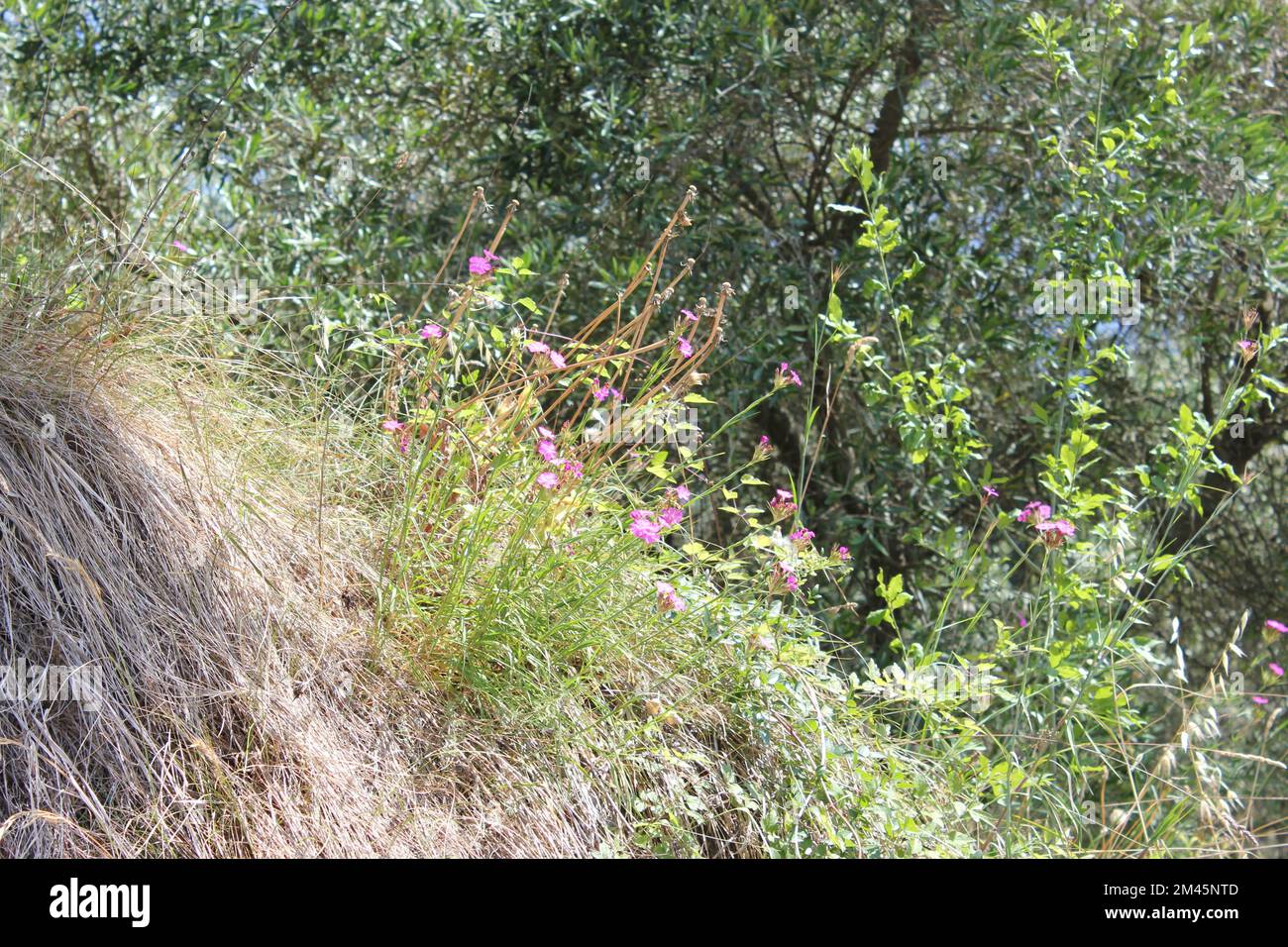 Wild flowers in tuscany italy hi-res stock photography and images - Alamy