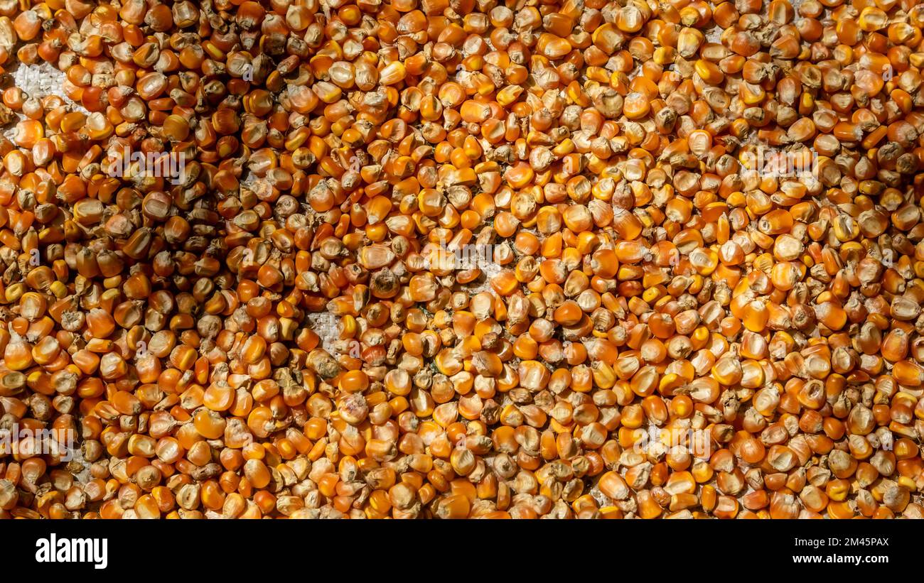 pile of corn kernels as background Stock Photo - Alamy