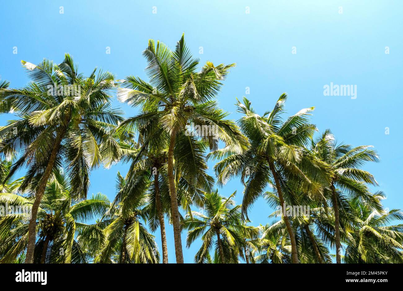 Grove of palm trees, coconut palms and blue sky during warm sunny day ...