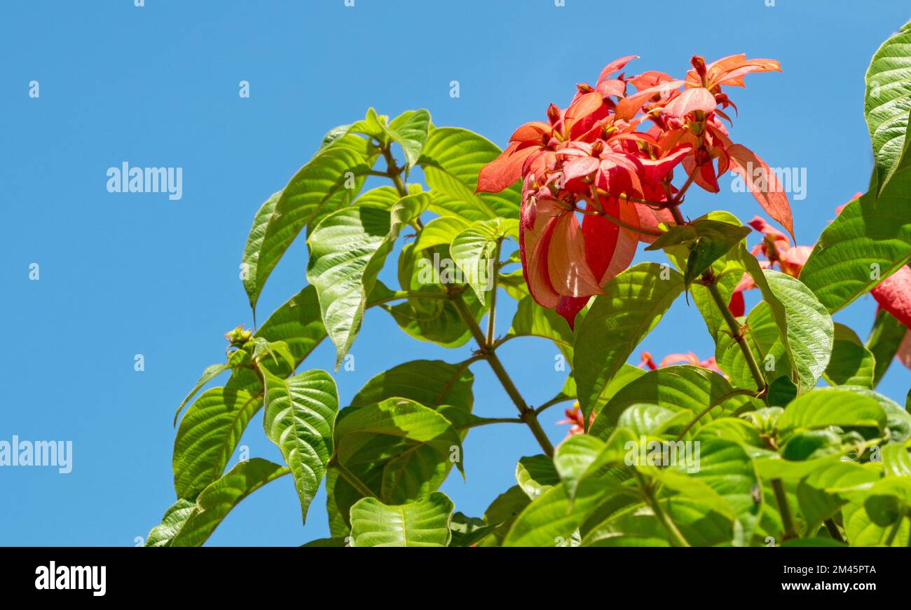 Blooming red flowers of Mussaenda erythrophylla or Ashanti blood in India Stock Photo