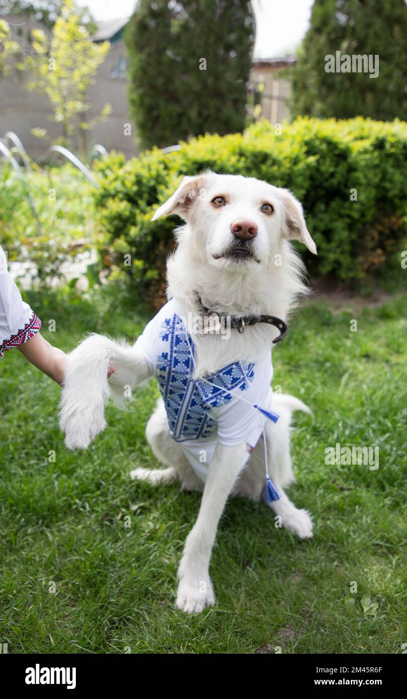 child's hand holds white dog in national Ukrainian vyshyvanka by paw