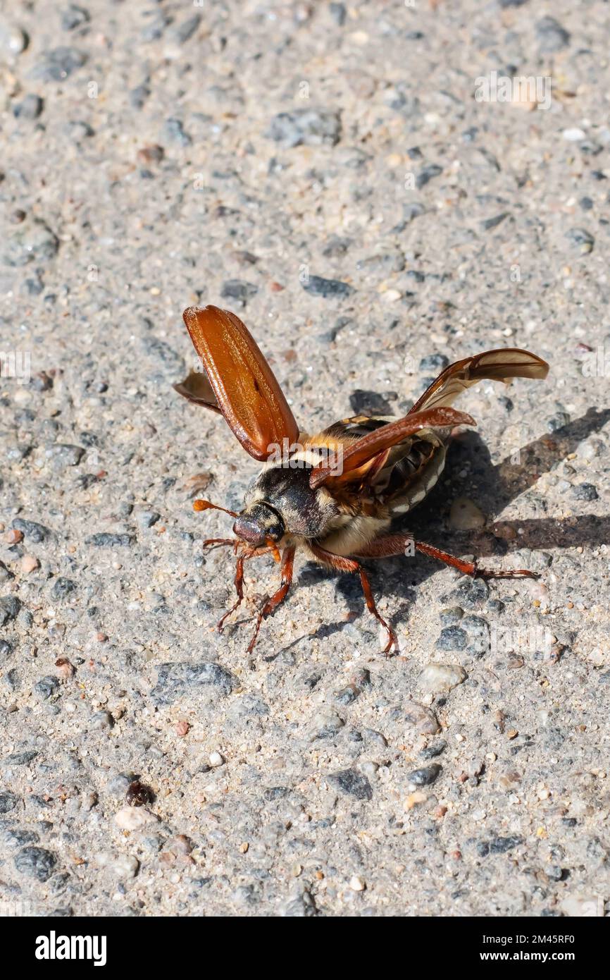 May beetle spread its wings on asphalt close up Stock Photo - Alamy