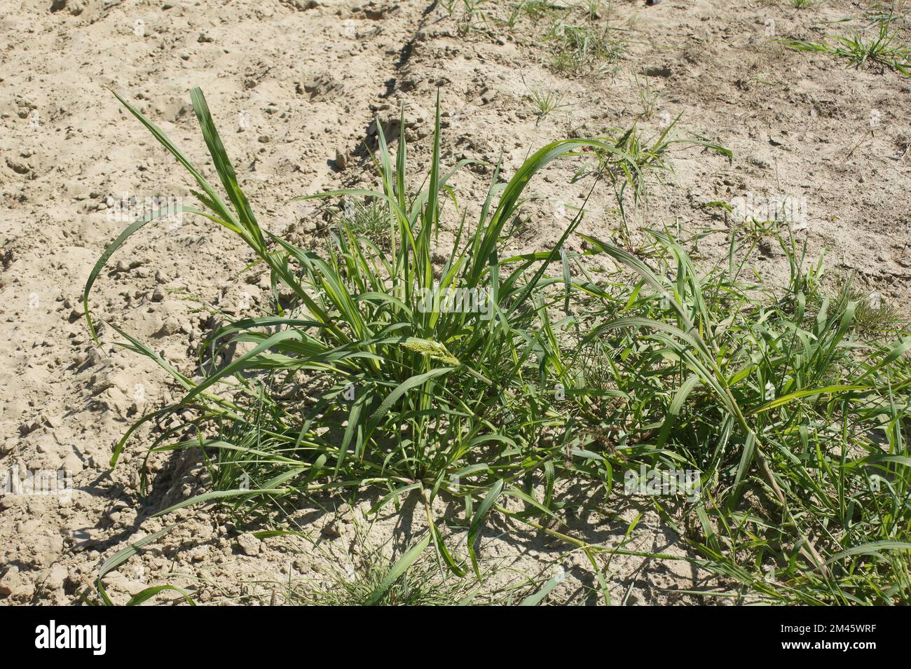 A closeup of growing Echinochloa crus-galli grass Stock Photo