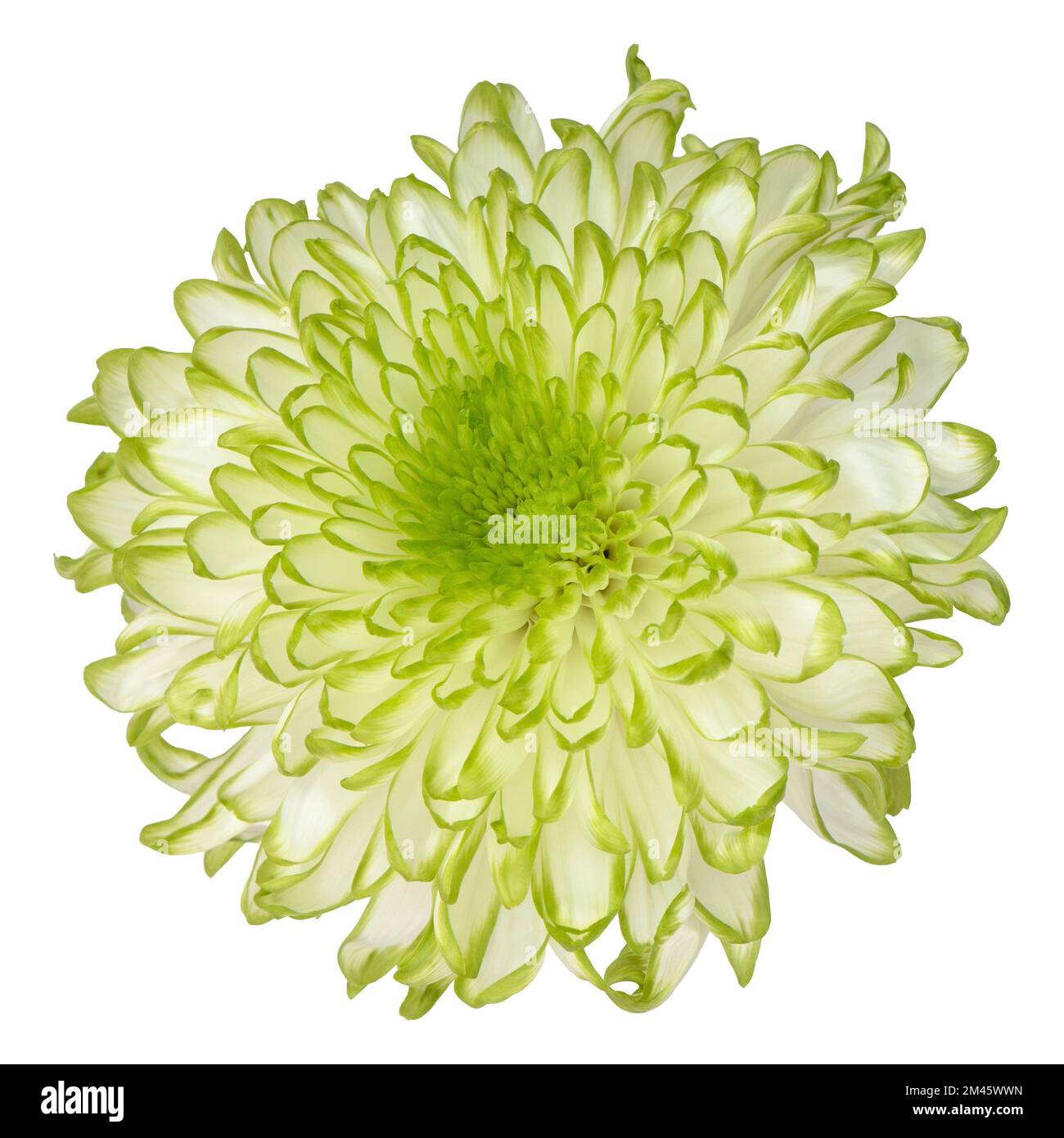 Chrysanthemum flower head. White bloom isolated white background Stock Photo