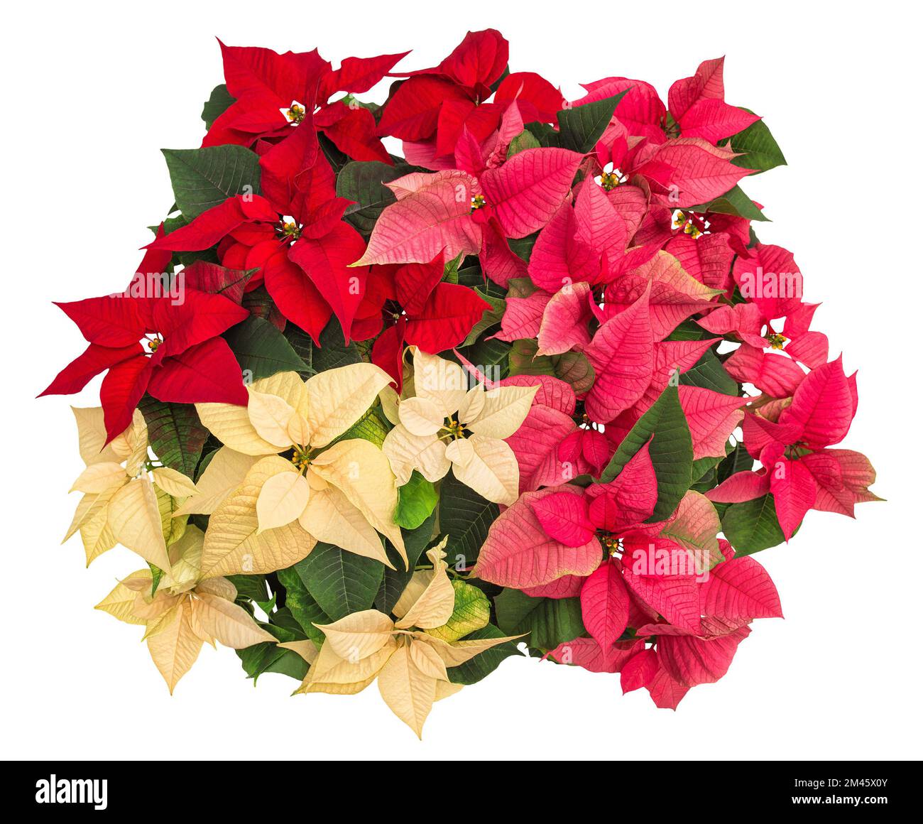 Poinsettia flowers. Christmas floral decoration isolated Stock Photo