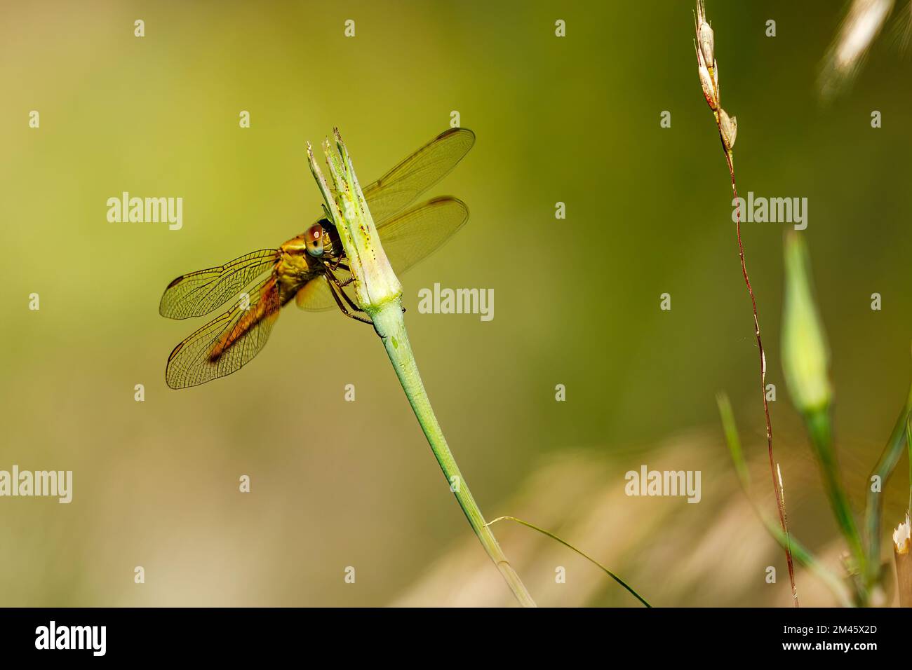 A big yellow dragonfly in the wild Stock Photo - Alamy