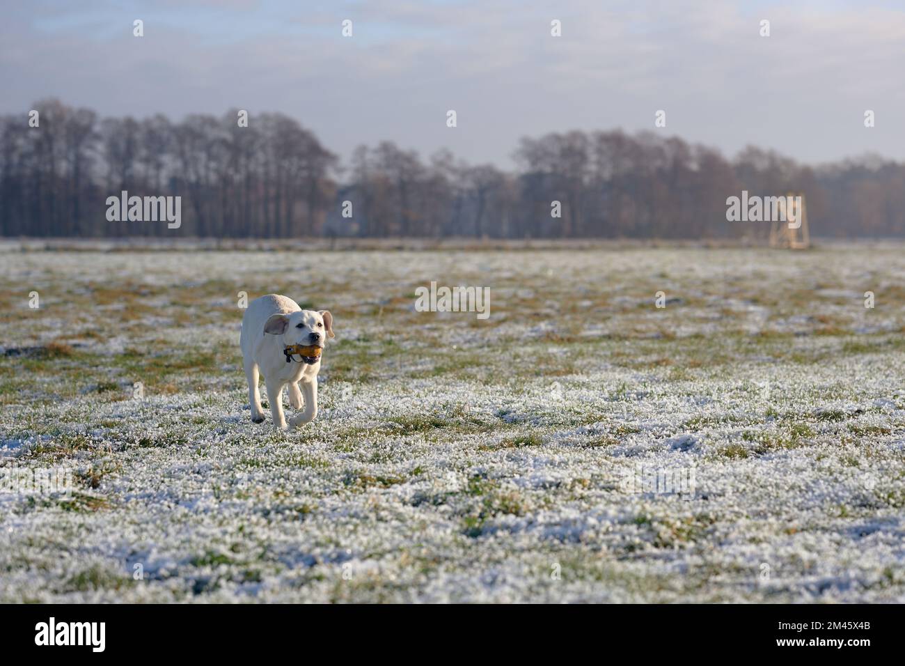 Young yellow labrador retriever running towards the camera bringing back a dummy training tool Stock Photo