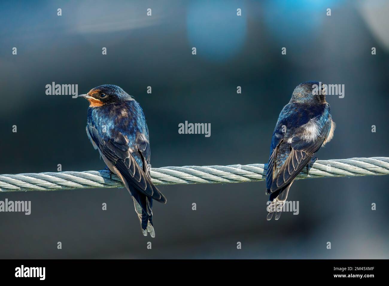 swallows or house martins Stock Photo Alamy
