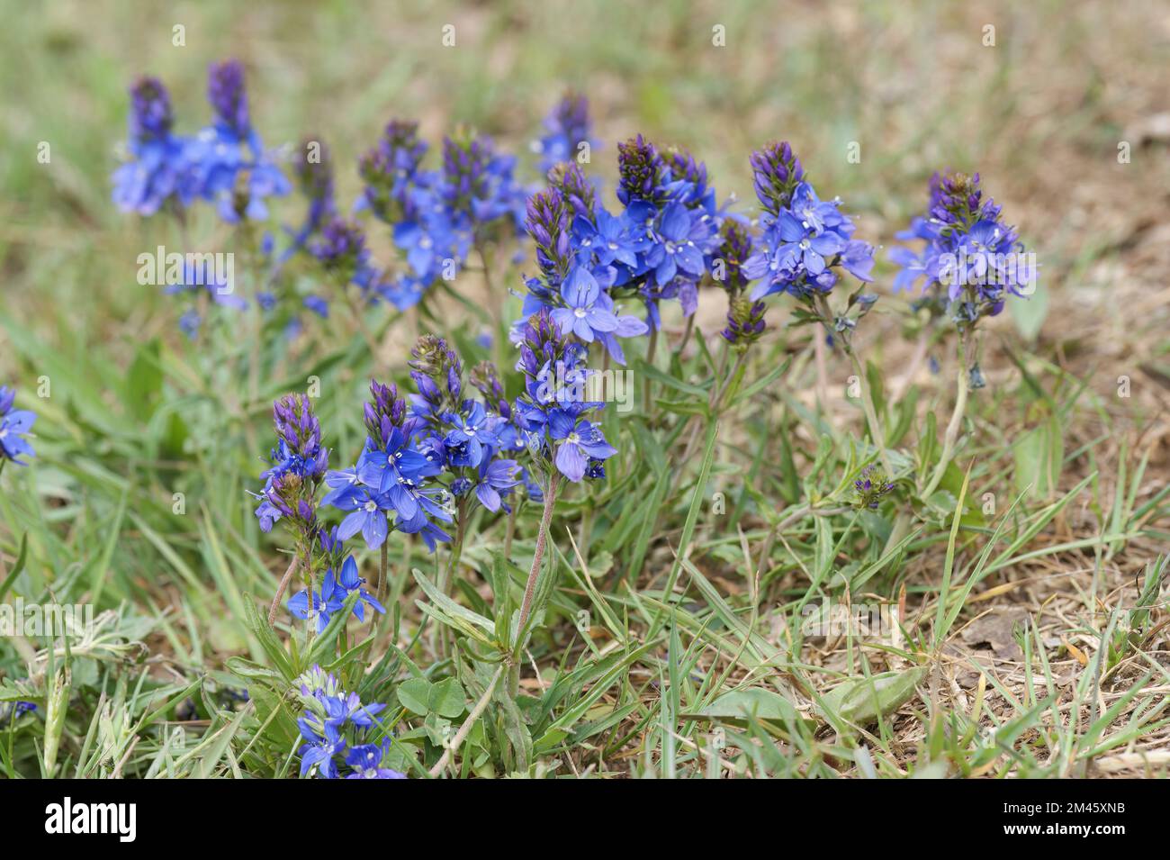 A closeup shot of the bright blue blossom of the rare speedwell Veronica prostrate in the field Stock Photo